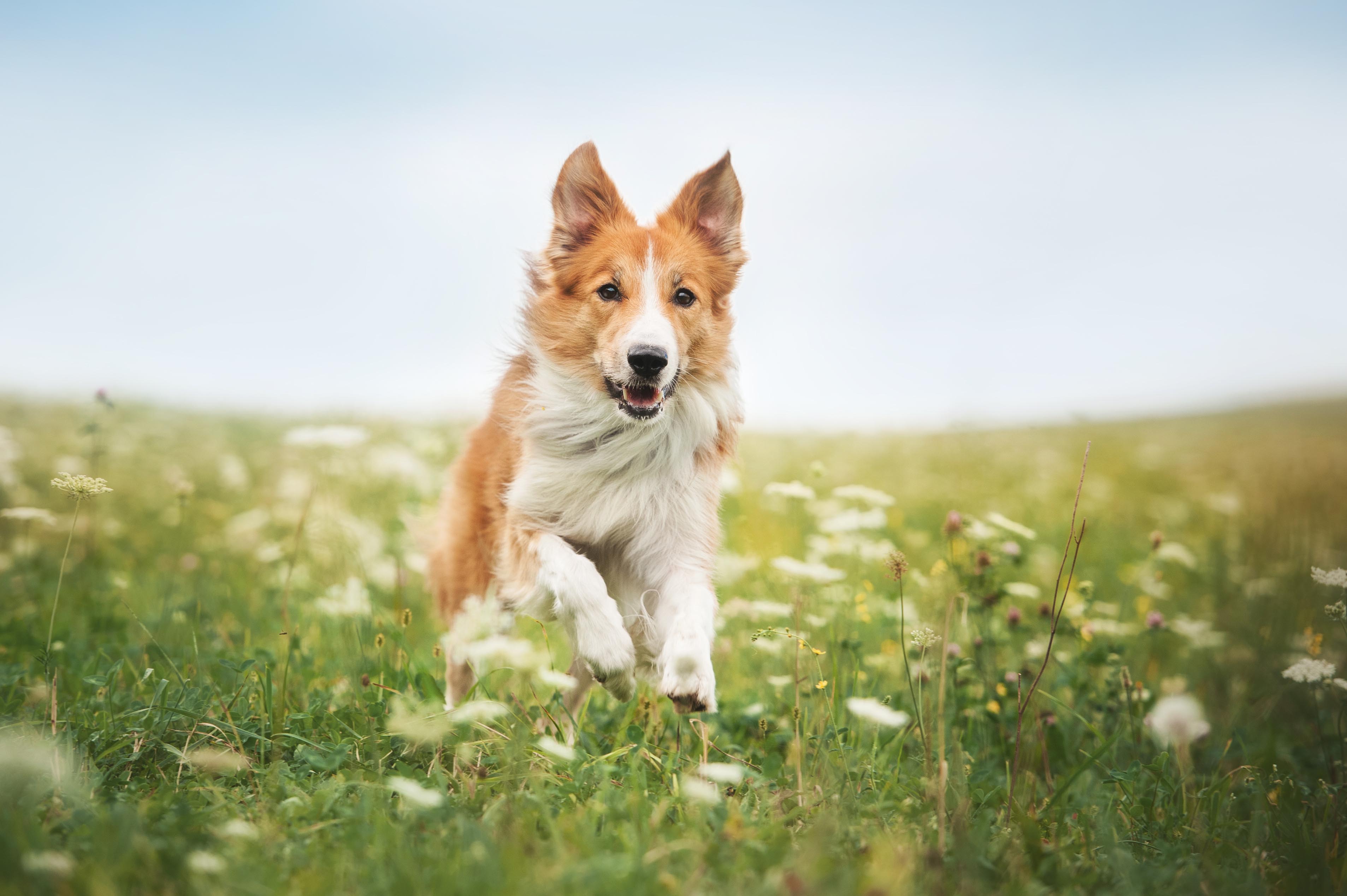 Dog Walkers Gosforth