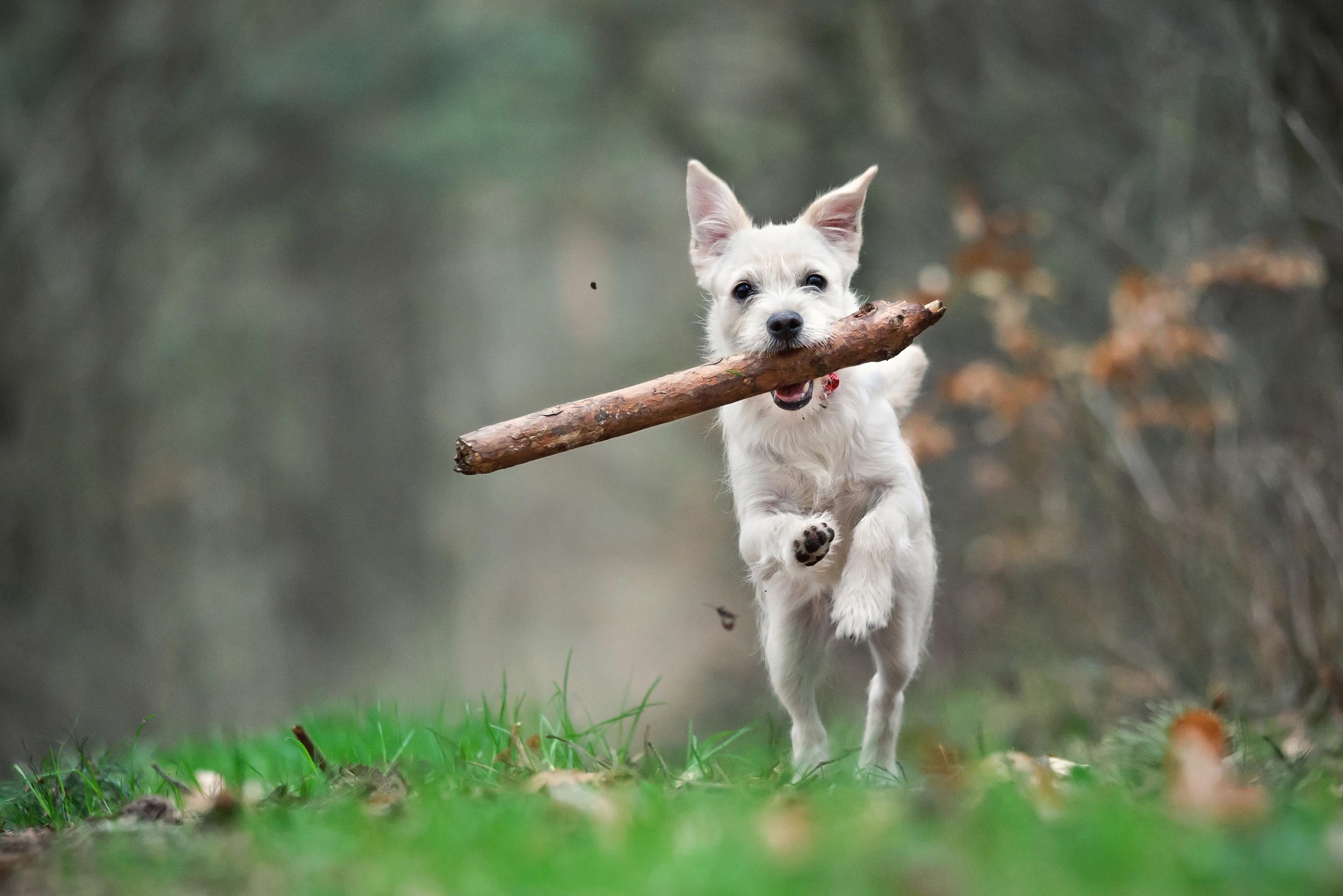 Dog Walker