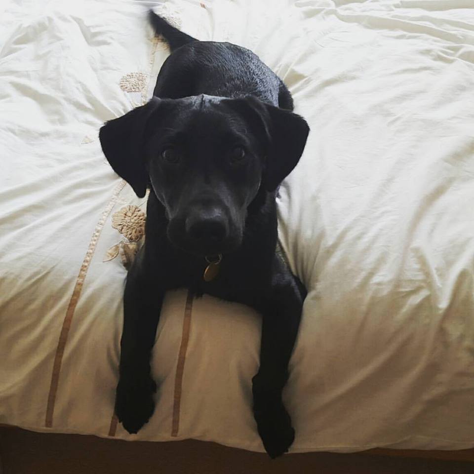 Black Labrador Newcastle