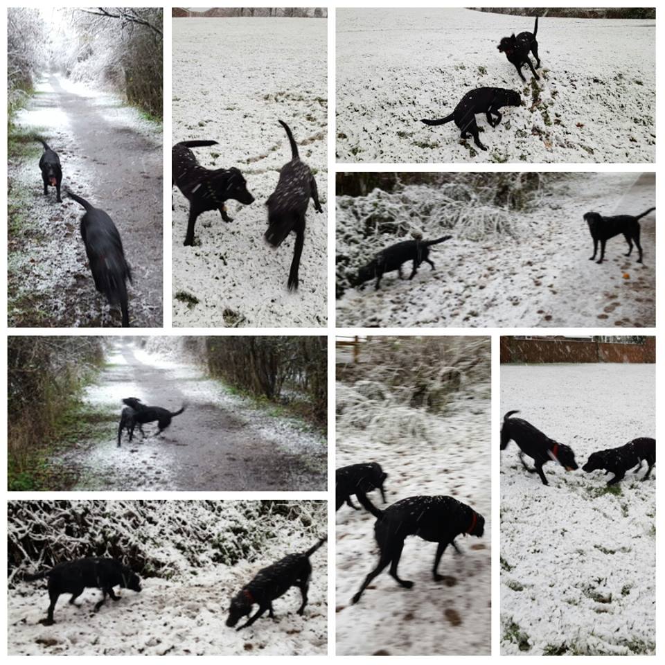 Snow Dogs in Newcastle